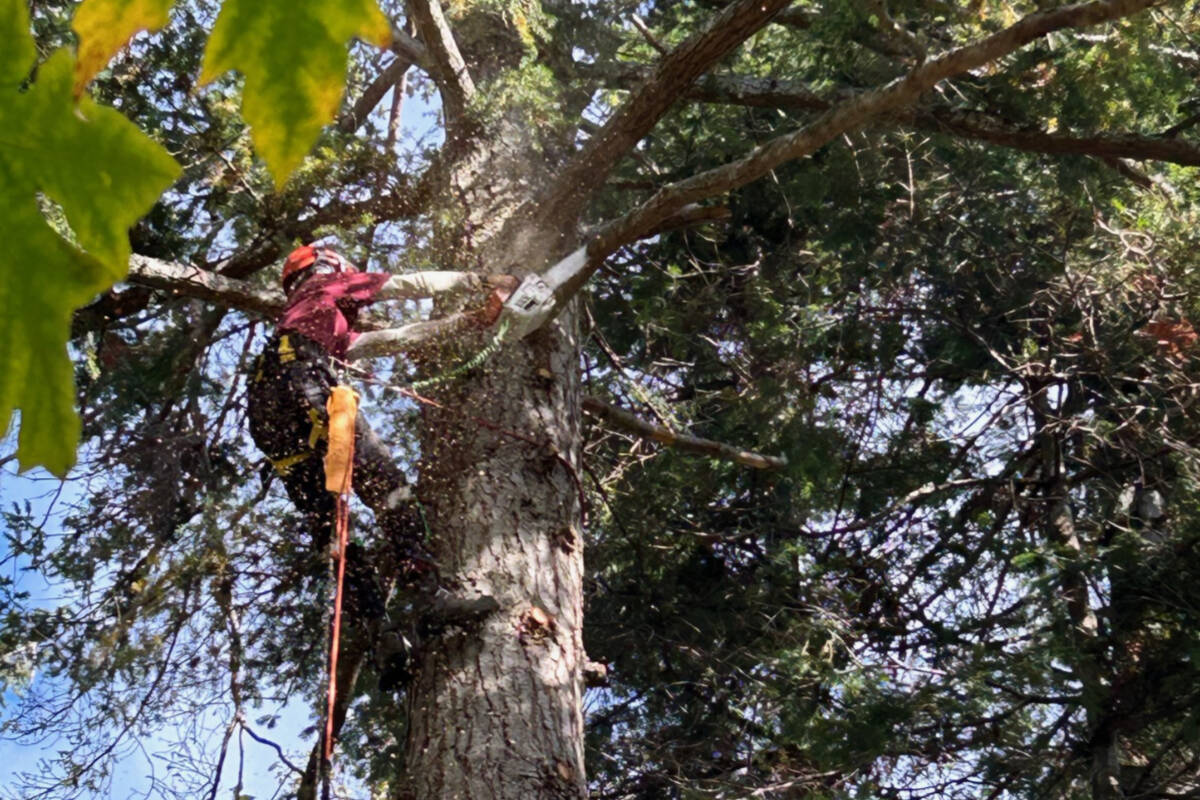 Osprey Tree Service is based on the West Shore of Victoria, BC and primarily serves southern Vancouver Island and the Gulf Islands. Learn more at ospreytreeservice.ca. For hourly rates or a free quote, call 250-474-7993 or email info@ospreytreeservice.ca.