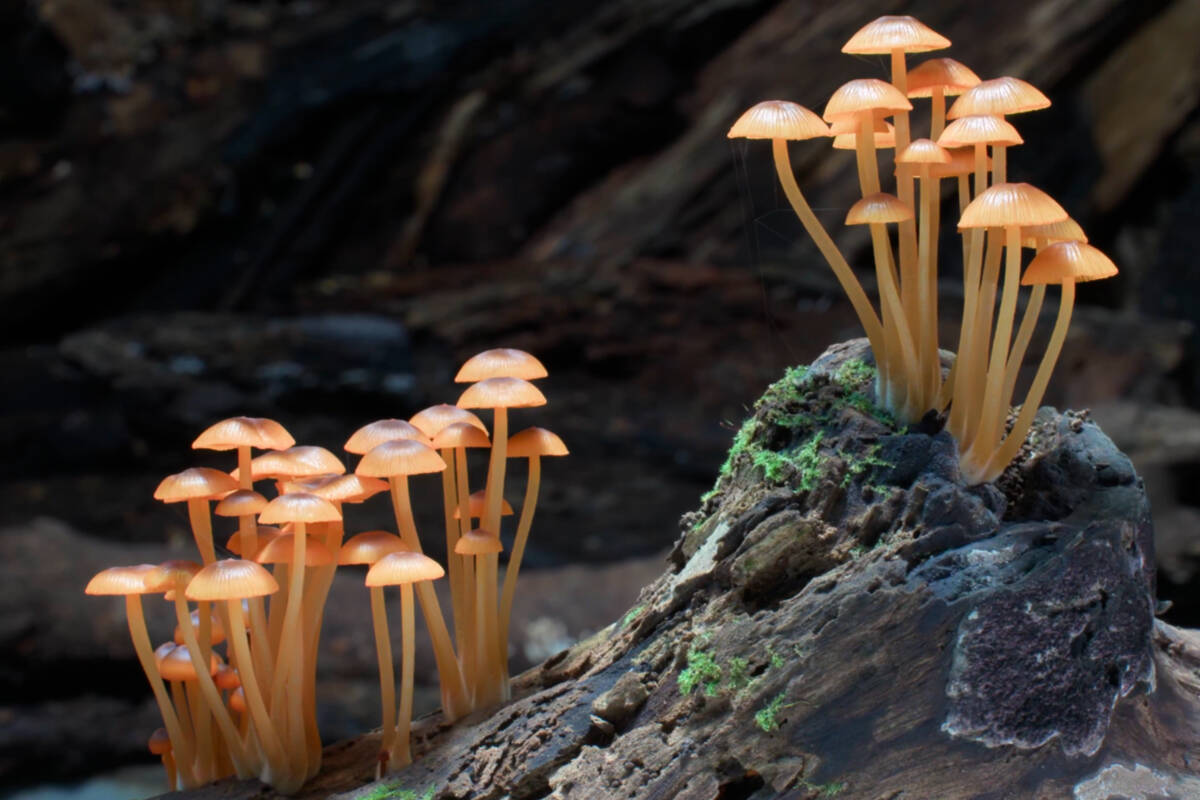 Get all your pressing fungi related questions answered at Fungi Fest! Photo courtesy of Royal BC Museum.