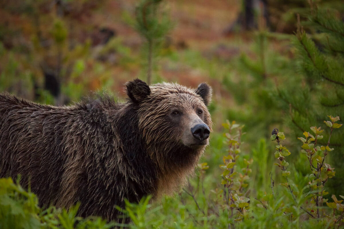 Grizzly Sow, photographed by Nina von Seydlitz. The SkeenaWild Film and Photo Festival comes to Terrace with two showings Nov. 18. Photo courtesy SkeenaWild