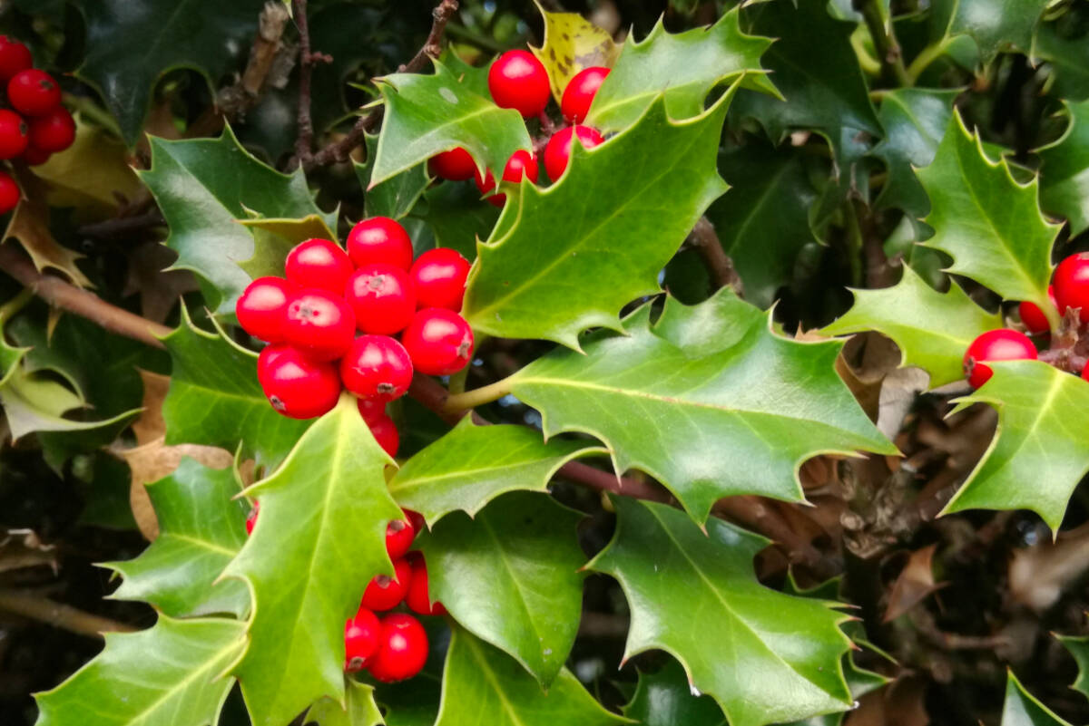Holly’s cheery red berries can easily be mistaken as ‘edible’ by young children and pets.