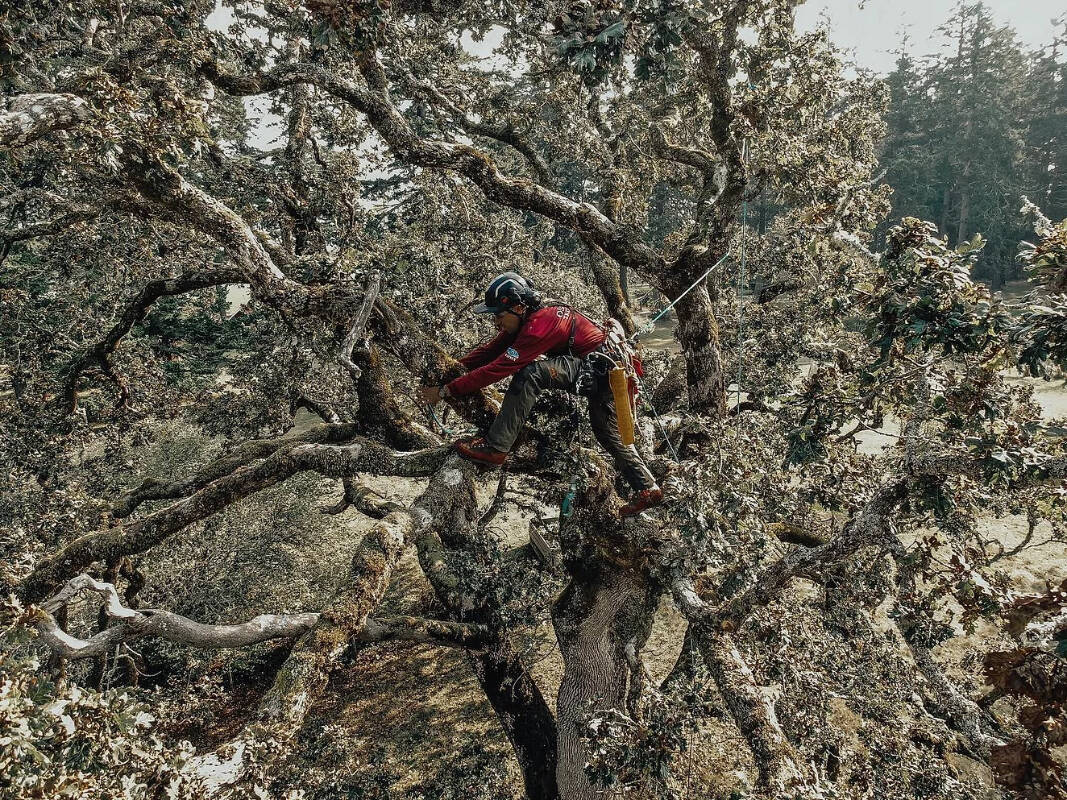 “Pruning in spring, ideally every six to eight weeks, can make hedges thicker and promote the growth of multiple new branches.” Photo courtesy of Osprey Tree Service.