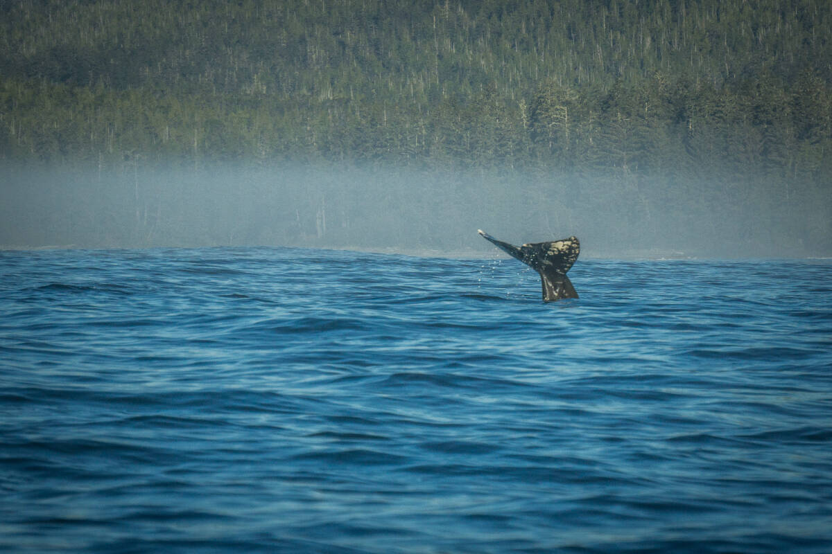 Celebrating the annual spring migration of grey whales, the Pacific Rim Whale Festival comes to Tofino, Ucluelet and the Pacific Rim National Park Reserve March 16 to 24. Photo courtesy Pacific Rim Whale Festival