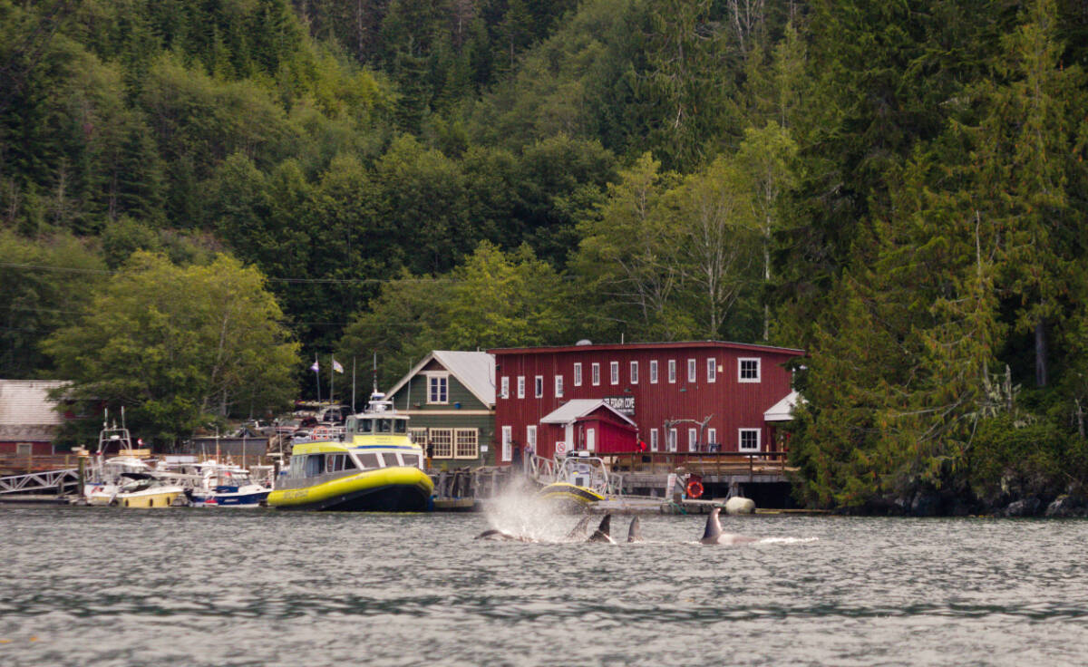 Just south of Port McNeill, about a two-hour drive north of Campbell River, the Telegraph Cove Resort is a picturesque waterfront village and a gateway to the Broughton Archipelago. Photo courtesy Prince of Whales