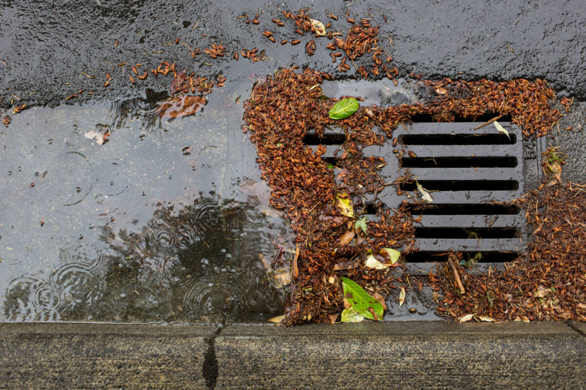 When maintained and serviced properly, catch basins effectively reduce the amount of pollution leading to our waterways, beaches and marine shorelines.