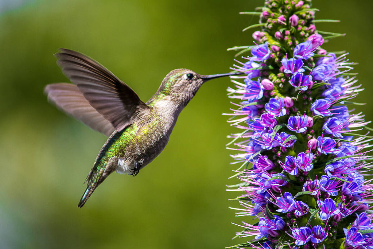 The hummingbird in the Langley Community Health & Hospital Foundation’s new logo represents resilience, and a connection to the beauty of the natural world. Photo courtesy the Foundation